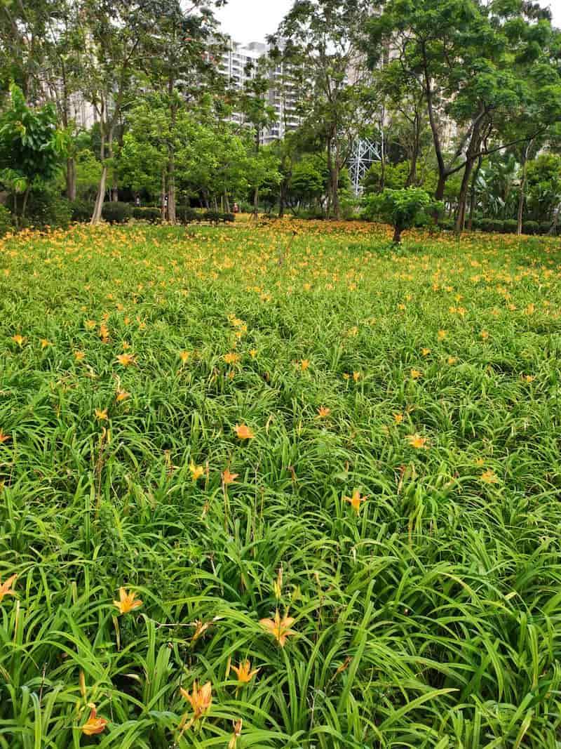 關(guān)于萱草的培養(yǎng)方式
